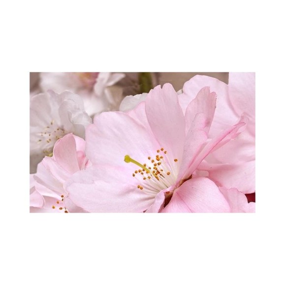 Декоративный массив Belleza Букет розовый, 07-00-5-09-01-41-662 СК000010771
